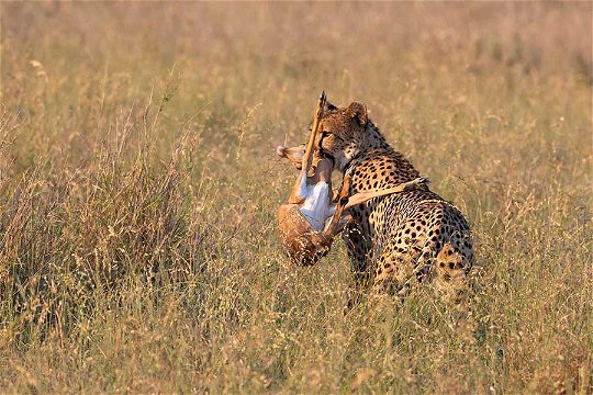 Cheetah with Impala lamb kill, Kruger NP.