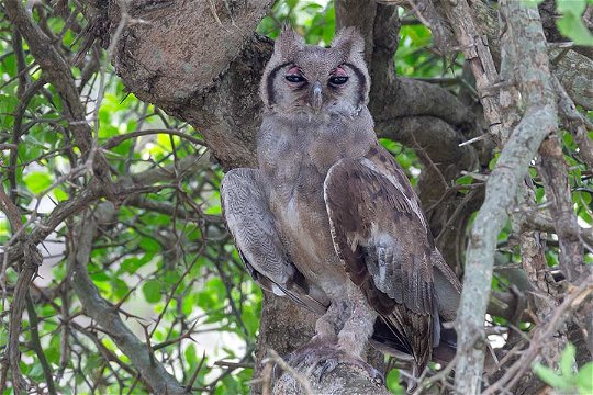 Verreaux's Eagle Owl, Kruger NP.