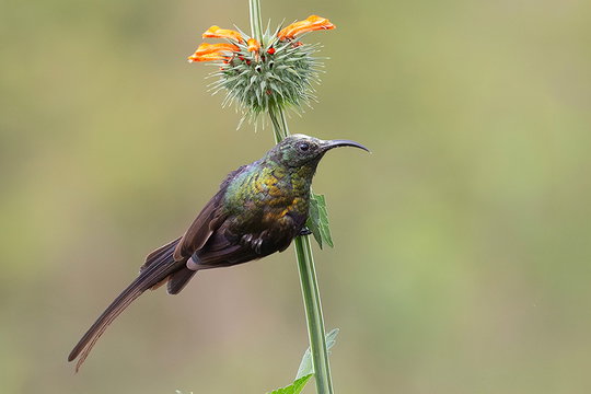 Bronze Sunbird. Bronze Sunbird.