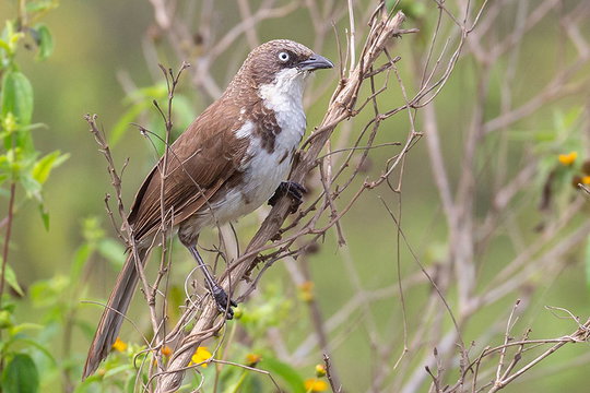 Northern Pied Babbler. Northern Pied Babbler.