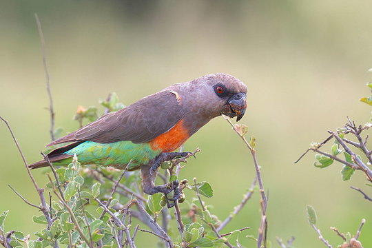 African Orange-bellied Parrot. African Orange-bellied Parrot.