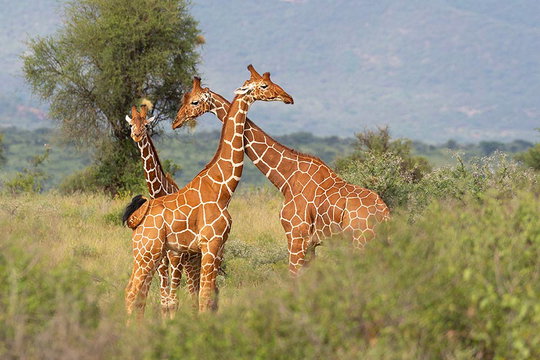 Reticulated Giraffes. Reticulated Giraffes.