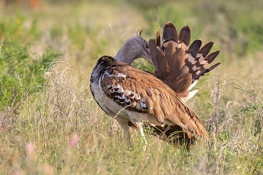 Kori Bustard. Kori Bustard.