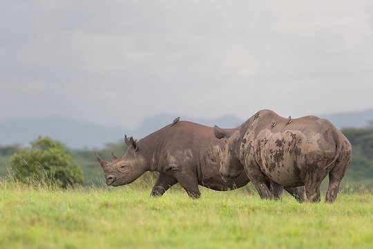 Black Rhino's. Black Rhino's.