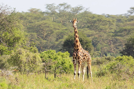 Nubian / Rosthschild's Giraffe, Lake Nakuru. Nubian / Rosthschild's Giraffe, Lake Nakuru.
