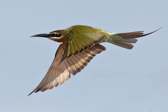 Olive Bee-eater. Olive Bee-eater.