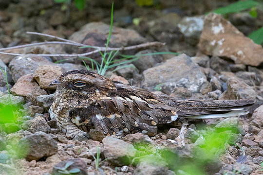 Slender-tailed Nighjar. Slender-tailed Nighjar.