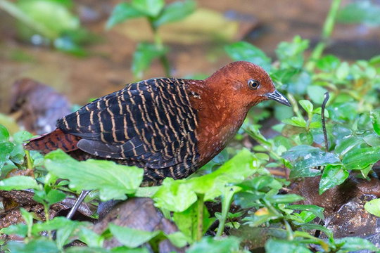 White-spotted Flufftail female. White-spotted Flufftail female.