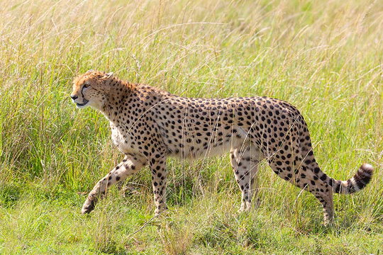 Cheetah, Masai Mara. Cheetah, Masai Mara.