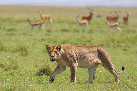 Lioness, Masai Mara. Lioness, Masai Mara.