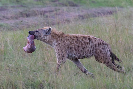 Spotted Hyena with part of a Cheetah kill. Spotted Hyena with part of a Cheetah kill.