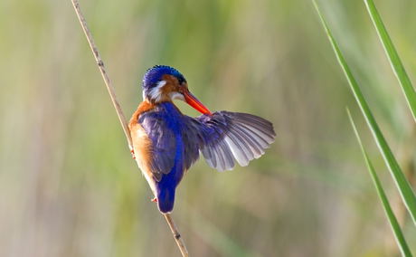 Malachite Kingfisher, iSimangaliso Wetland Park Malachite Kingfisher, iSimangaliso Wetland Park