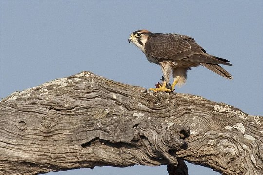 Lanner Falcon with a Red-billed Quelea as prey. 