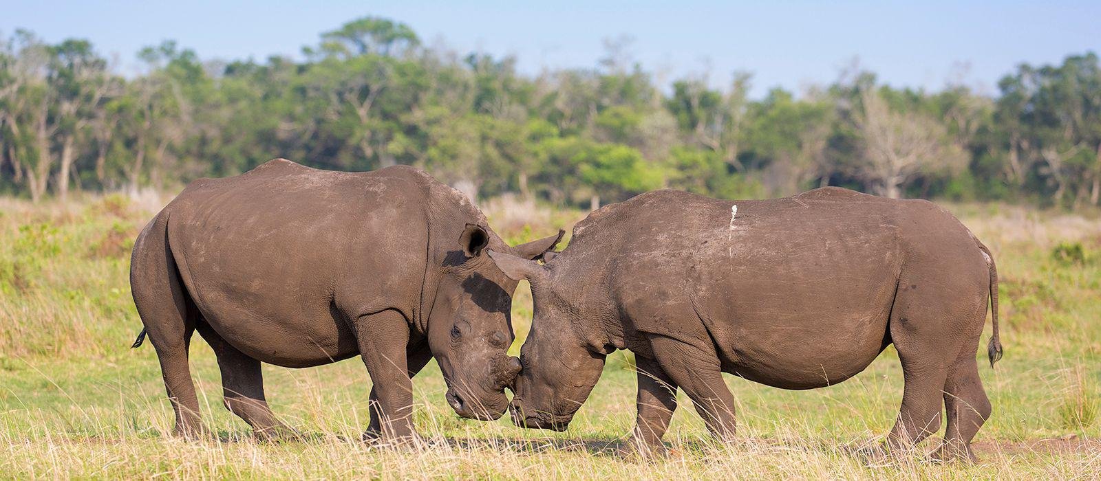 Rhino spotted at St. Lucia South Africa, on a birding and wildlife safari tour with Lawsons
