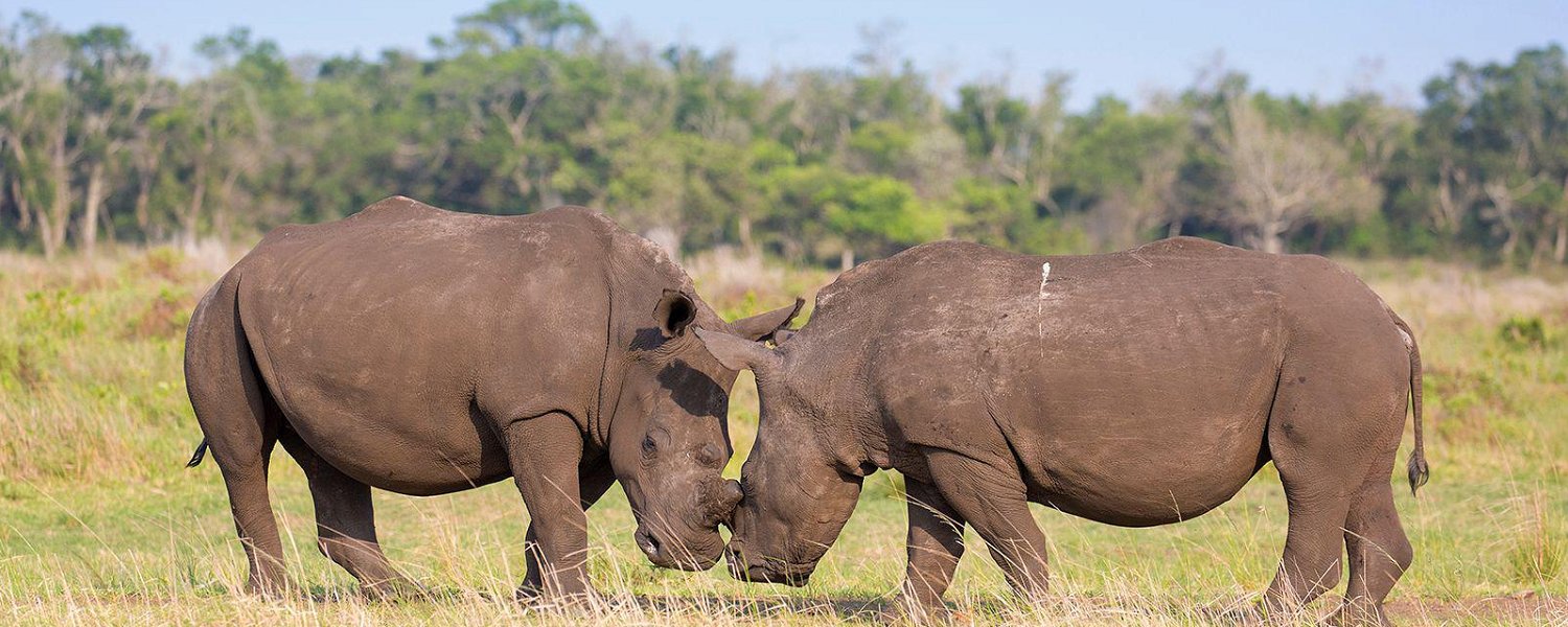 Rhino spotted at St. Lucia South Africa, on a birding and wildlife safari tour with Lawsons
