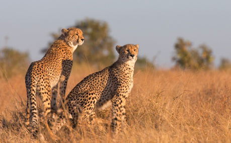 Lawsons Kruger National Park South Africa Safari Tour