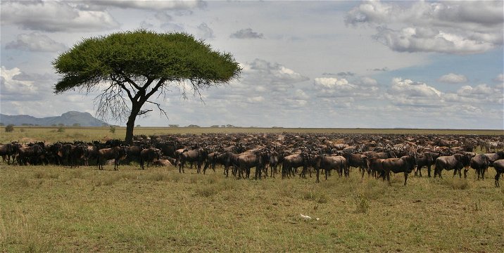 Lawsons Masai Mara Safari Tour in Kenya 