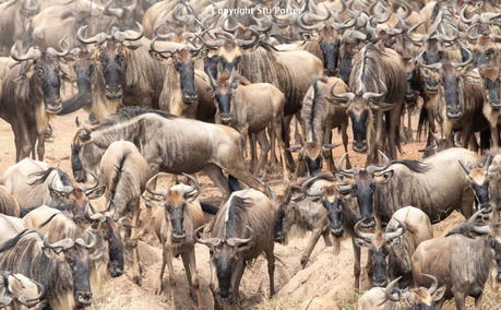 MASAI MARA MIGRATION SAFARI IN KENYA