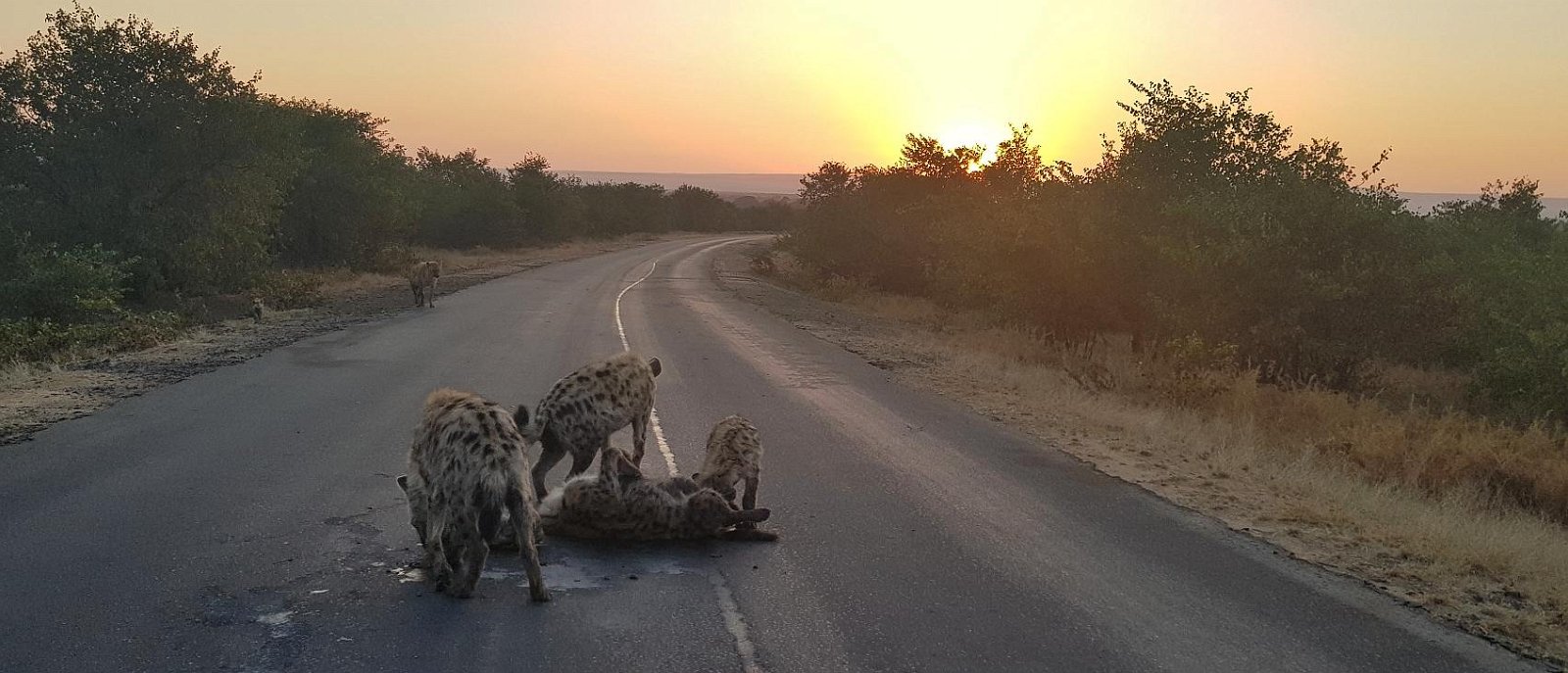 Spotted Hyena clan seen on a safari in the Kruger