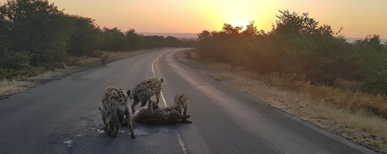 Spotted Hyena clan seen on a safari in the Kruger