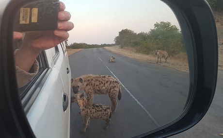 Spotted Hyenas around the safari car!