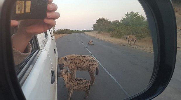 Spotted Hyenas around the safari car!
