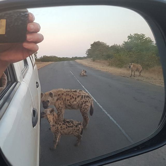 Spotted Hyenas around the safari car!