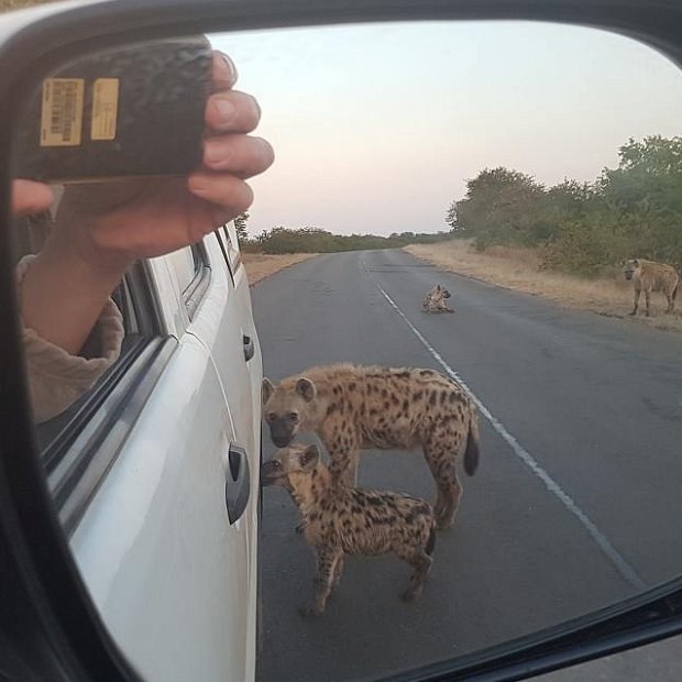 Spotted Hyenas around the safari car!