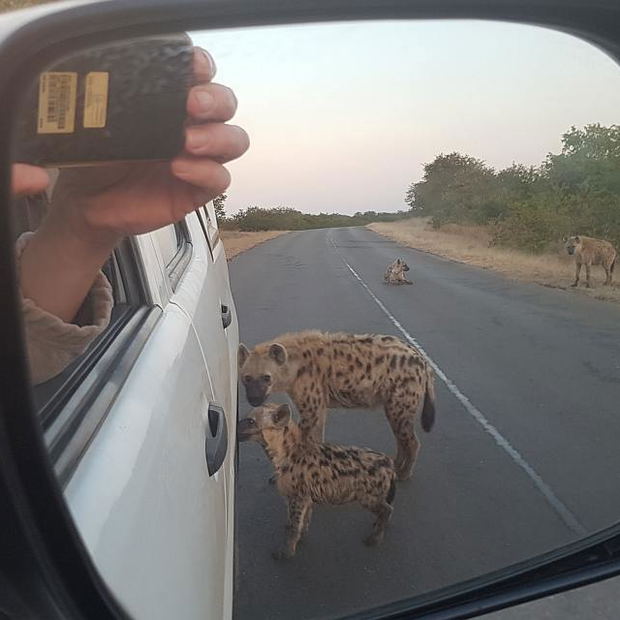 Spotted Hyenas around the safari car! Spotted Hyenas around the safari car!