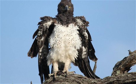 Martial Eagle seen on a birding safari