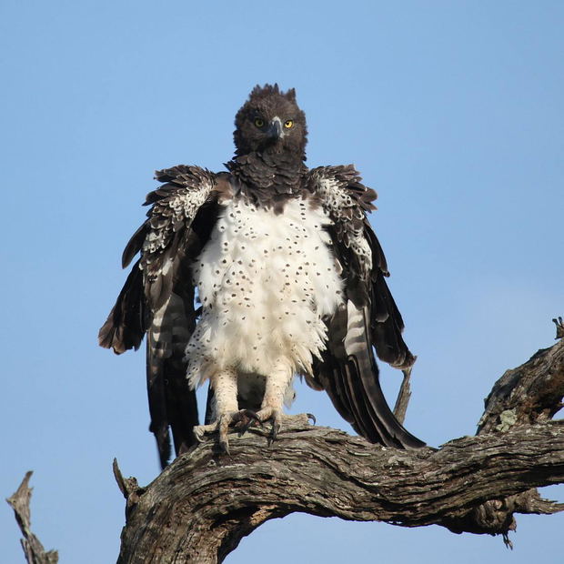 Martial Eagle seen on a birding safari Martial Eagle seen on a birding safari