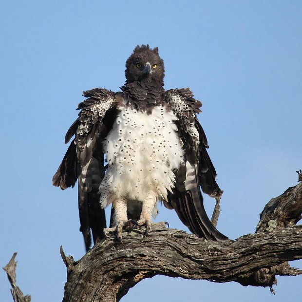Martial Eagle seen on a birding safari