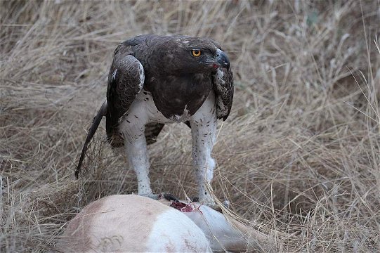 Martial Eagle feeding on an adult Impala (we're not sure if it was killed by the eagle, or if the bird was scavanging). 