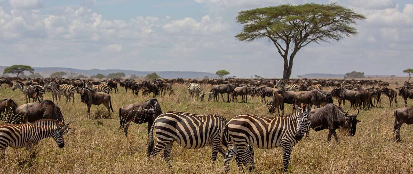 Masai Mara Migration Safari