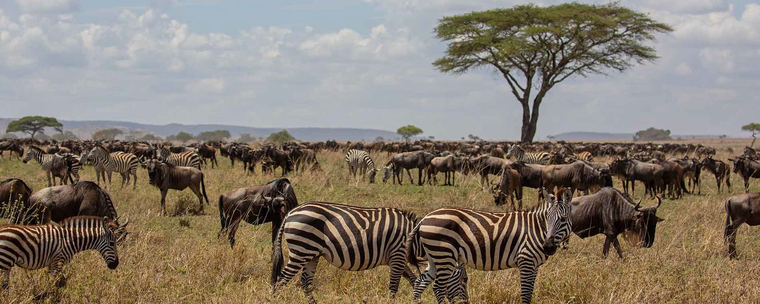 Masai Mara Migration Safari