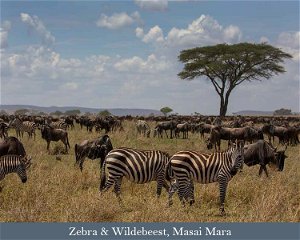 Sept. / Oct. 2024 / 2025: Kenya: Masai Mara Migration Safari