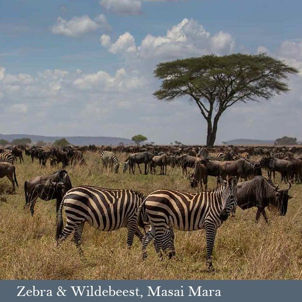 Masai Mara migration safari