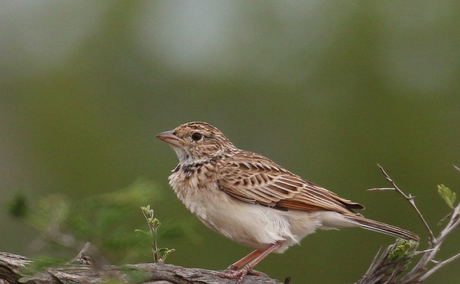 Monotonous Lark, Kruger National Park Monotonous Lark, Kruger National Park