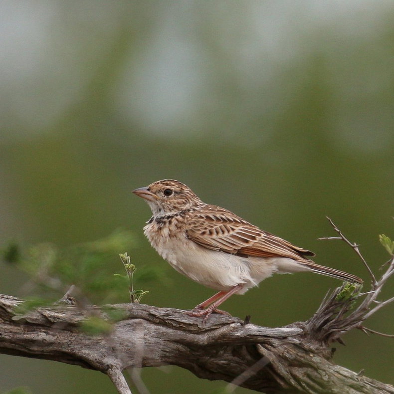 Monotonous Lark, Kruger National Park