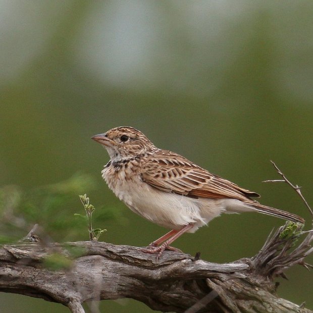 Monotonous Lark, Kruger National Park