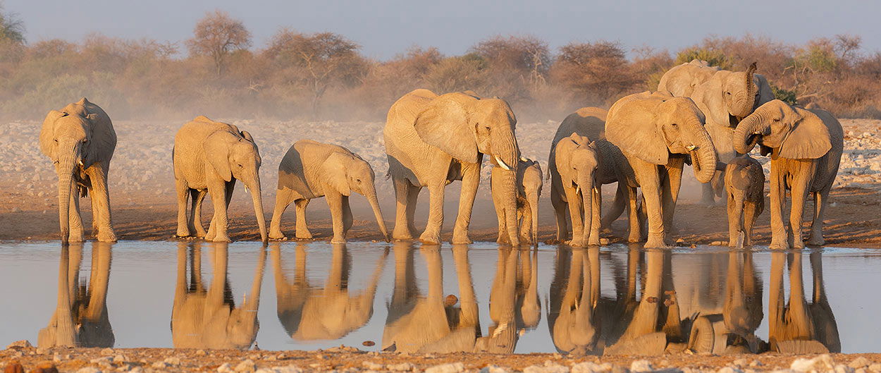 Essential Namibia Wildllife Trip Report. 