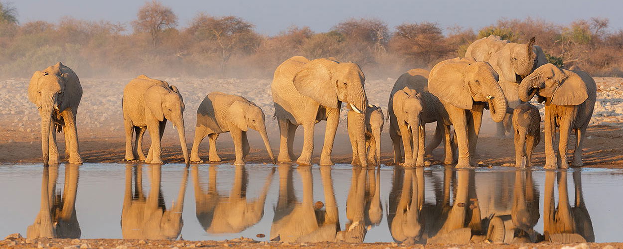 Essential Namibia Wildllife Trip Report.