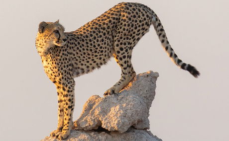 Cheetah in Etosha, Namibia