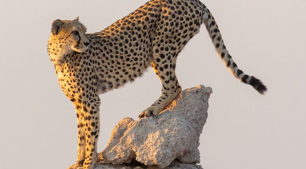 Cheetah in Etosha, Namibia