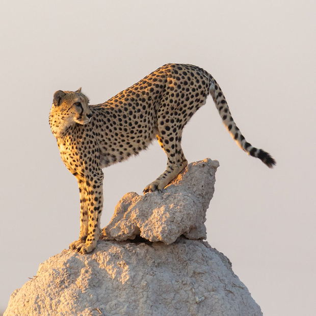 Cheetah in Etosha, Namibia Cheetah in Etosha, Namibia