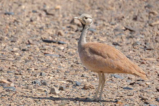 Ruppell's Korhaan. 