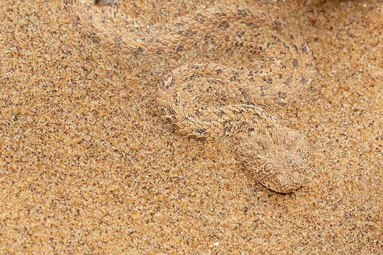 Peringuey's 'Side-winding' Adder. 