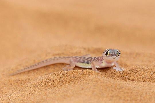 Namib Sand Gecko.