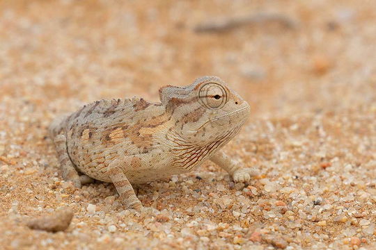 Namaqua Chameleon. 