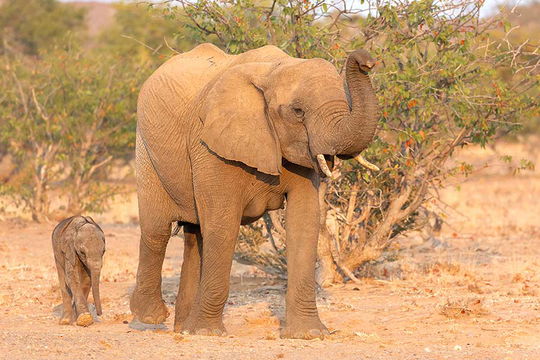 Desert-adapted Elephants in Damaraland. 